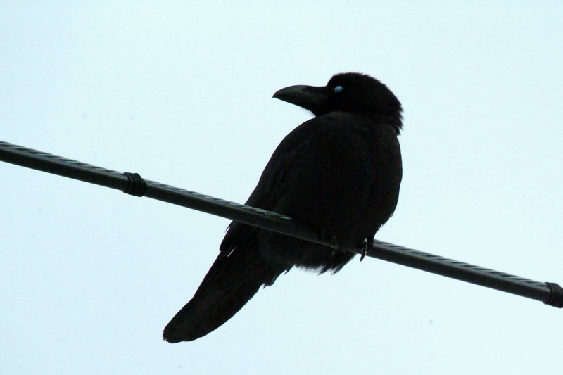 Corvus macrorhynchos (Jungle Crow), Korea {!--큰부리까마귀-->; DISPLAY FULL IMAGE.