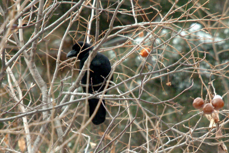 Corvus macrorhynchos (Jungle Crow), Korea {!--큰부리까마귀-->; DISPLAY FULL IMAGE.