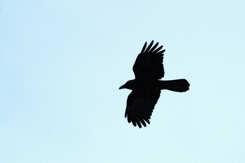 Corvus macrorhynchos (Jungle Crow), Korea {!--큰부리까마귀-->; DISPLAY FULL IMAGE.