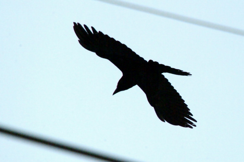 Corvus macrorhynchos (Jungle Crow), Korea {!--큰부리까마귀-->; DISPLAY FULL IMAGE.