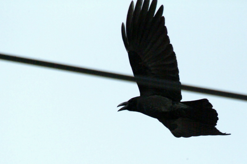 Corvus macrorhynchos (Jungle Crow), Korea {!--큰부리까마귀-->; DISPLAY FULL IMAGE.