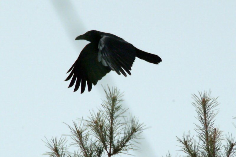 Corvus macrorhynchos (Jungle Crow), Korea {!--큰부리까마귀-->; DISPLAY FULL IMAGE.