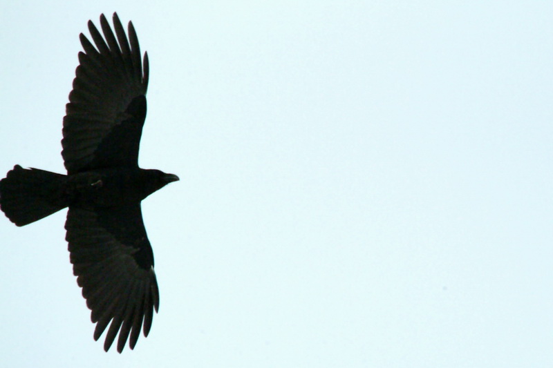 Corvus macrorhynchos (Jungle Crow), Korea {!--큰부리까마귀-->; DISPLAY FULL IMAGE.