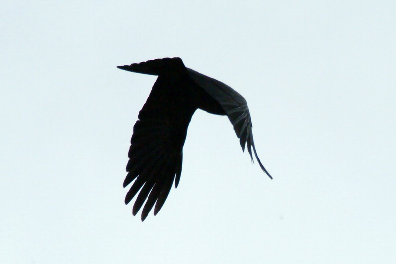 Corvus macrorhynchos (Jungle Crow), Korea {!--큰부리까마귀-->; DISPLAY FULL IMAGE.