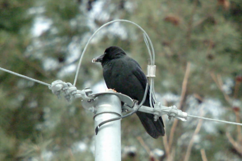 Corvus macrorhynchos (Jungle Crow), Korea {!--큰부리까마귀-->; DISPLAY FULL IMAGE.