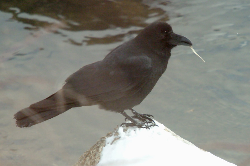 Corvus macrorhynchos (Jungle Crow), Korea {!--큰부리까마귀-->; DISPLAY FULL IMAGE.