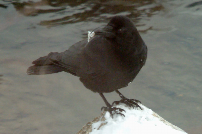 Corvus macrorhynchos (Jungle Crow), Korea {!--큰부리까마귀-->; DISPLAY FULL IMAGE.