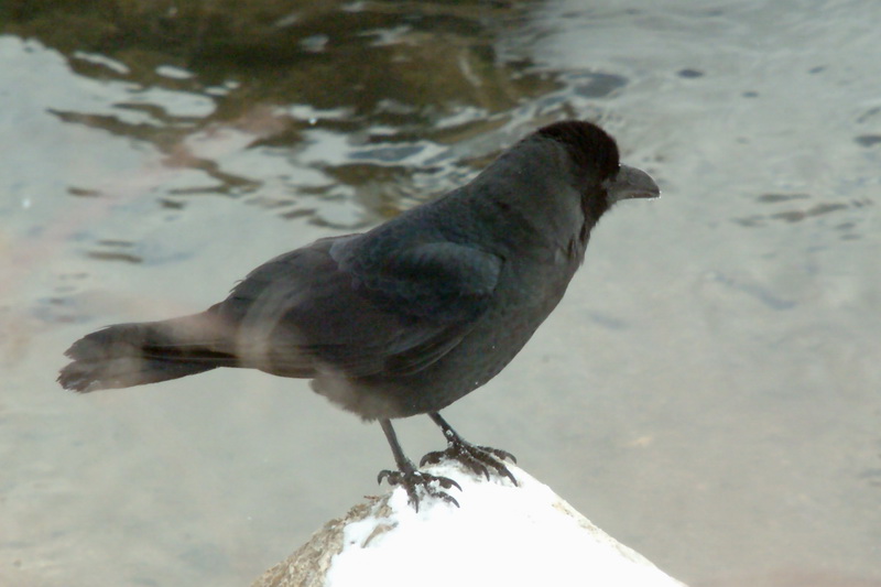 Corvus macrorhynchos (Jungle Crow), Korea {!--큰부리까마귀-->; DISPLAY FULL IMAGE.