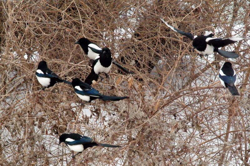 Pica pica (Black-billed Magpie), Korea {!--까치-->; DISPLAY FULL IMAGE.