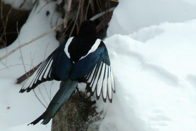 Pica pica (Black-billed Magpie), Korea {!--까치-->; DISPLAY FULL IMAGE.