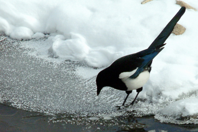 Pica pica (Black-billed Magpie), Korea {!--까치-->; DISPLAY FULL IMAGE.
