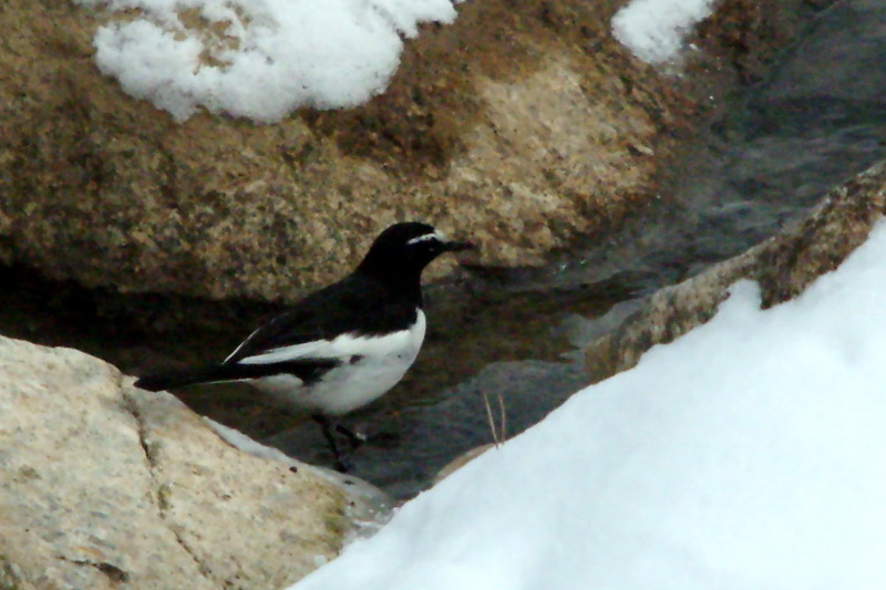 Motacilla grandis (Japanese Wagtail), Korea {!--검은등할미새-->; DISPLAY FULL IMAGE.