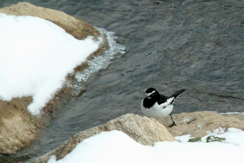 Motacilla grandis (Japanese Wagtail), Korea {!--검은등할미새-->; DISPLAY FULL IMAGE.