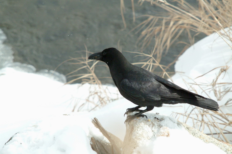 Corvus macrorhynchos (Jungle Crow), Korea {!--큰부리까마귀-->; DISPLAY FULL IMAGE.