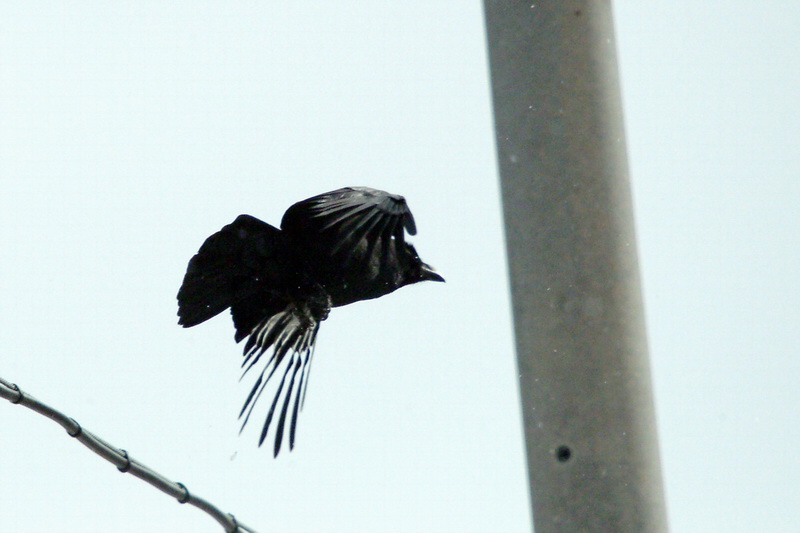 Corvus macrorhynchos (Jungle Crow), Korea {!--큰부리까마귀-->; DISPLAY FULL IMAGE.