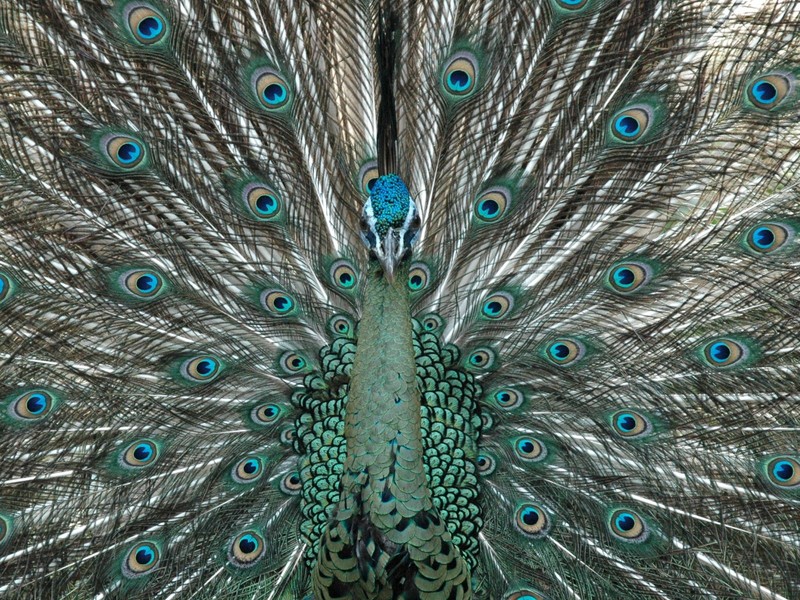 Animal Picture; DISPLAY FULL IMAGE.