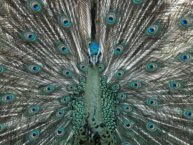 Pavo Muticus from Nuckie (Bandung-Indonesia) - Java peafowl (Pavo muticus muticus); DISPLAY FULL IMAGE.