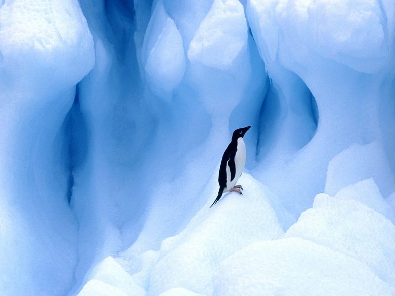 [Daily Photos] Adelie Penguin, South Shetland Islands, Antarctic Peninsula; DISPLAY FULL IMAGE.