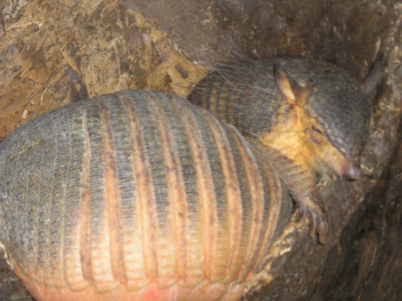 armadillo; DISPLAY FULL IMAGE.