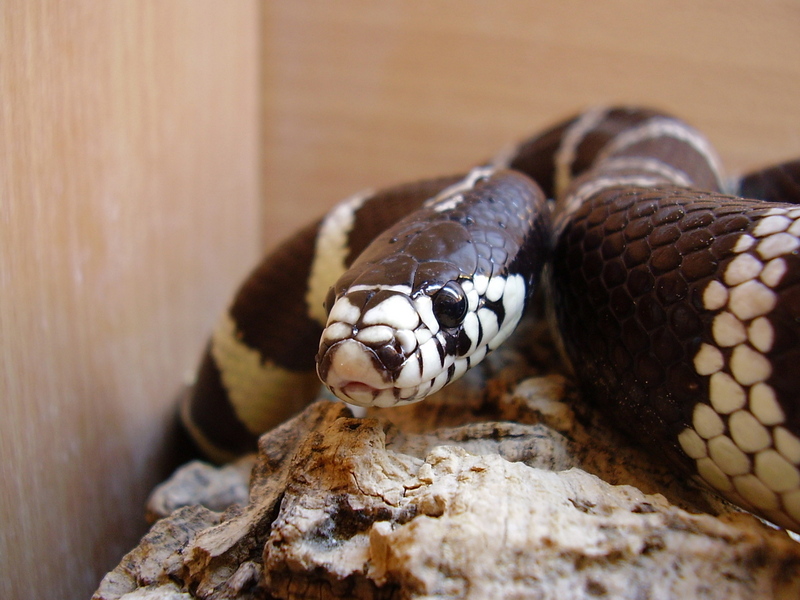 California Kingsnake; DISPLAY FULL IMAGE.