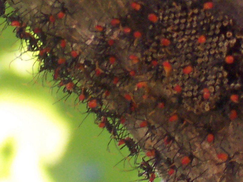 Arilus cristatus Nymphs; DISPLAY FULL IMAGE.