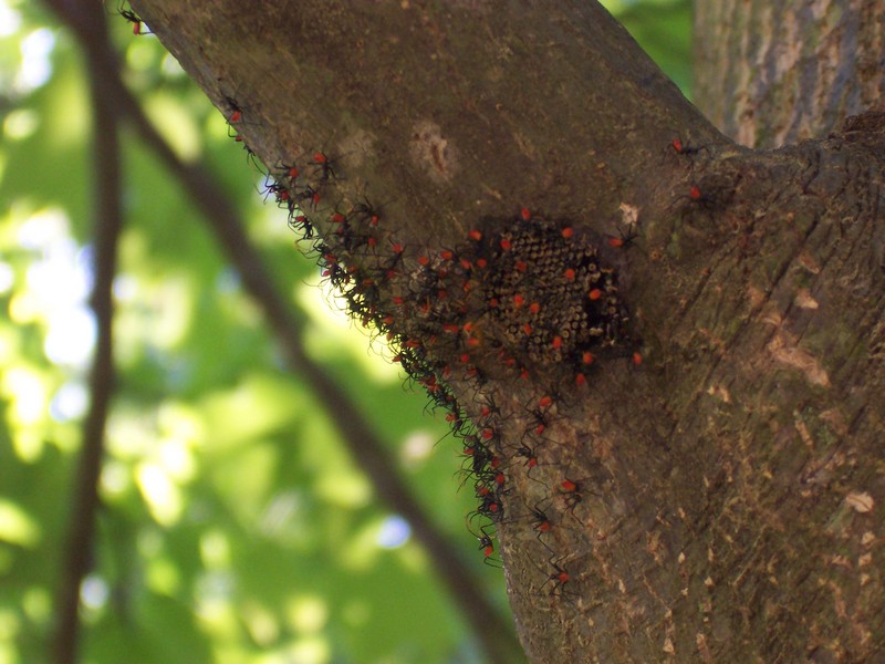 Arilus cristatus Nymphs and Nest; DISPLAY FULL IMAGE.