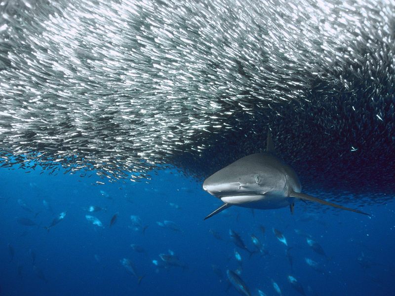 [Daily Photos] Grey Reef Shark, Solomon Islands; DISPLAY FULL IMAGE.