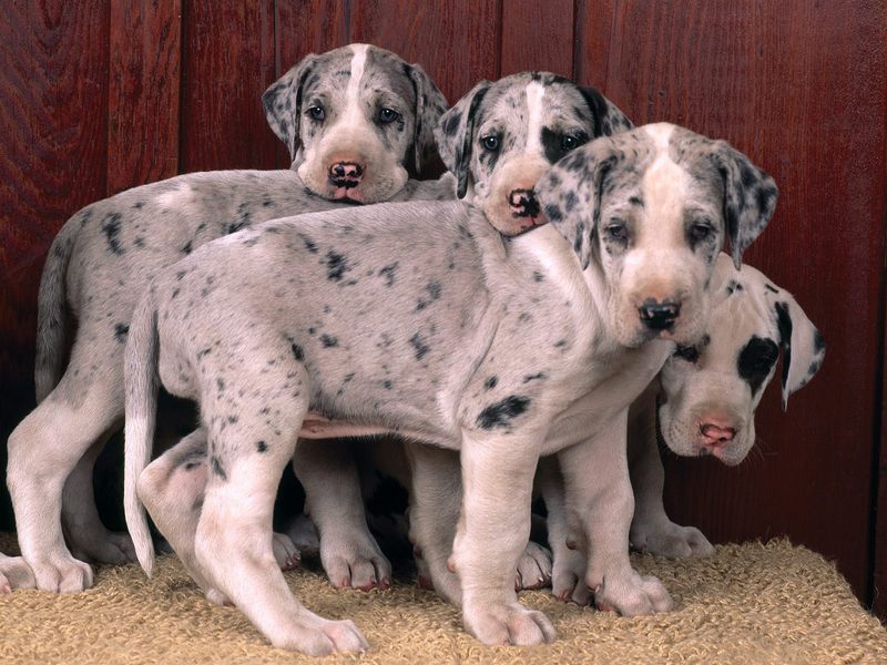 [Daily Photos] Harlequin Great Danes; DISPLAY FULL IMAGE.