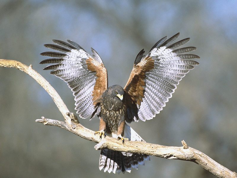 [Daily Photos] Harris' Hawk, Arizona; DISPLAY FULL IMAGE.