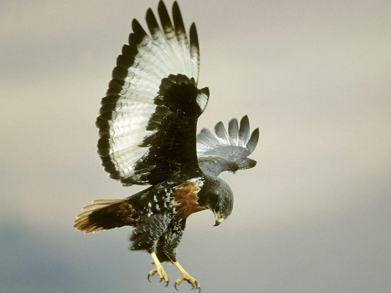 [Daily Photos] Jackal Buzzard in Flight; DISPLAY FULL IMAGE.