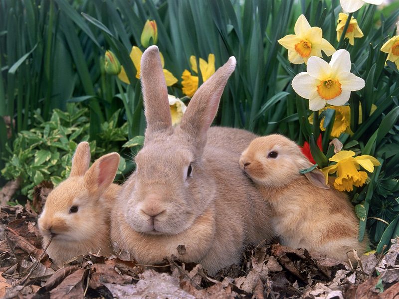 [Daily Photos] Palomino Rabbits; DISPLAY FULL IMAGE.