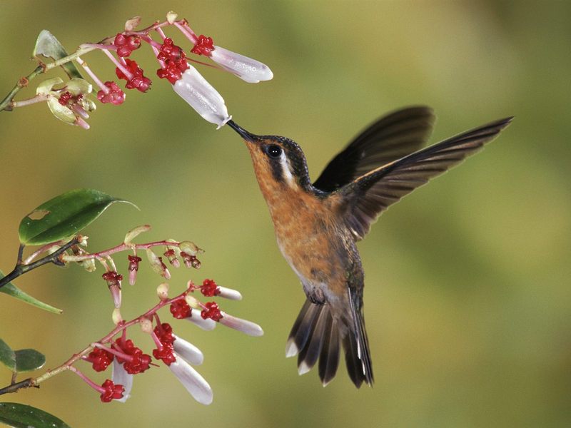 [Daily Photos] Purple-Throated Mountain-Gem Hummingbird, Costa Rica; DISPLAY FULL IMAGE.