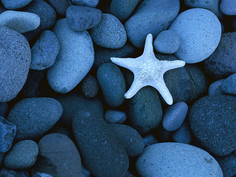 [Daily Photos] Sea Star on a Rocky Beach, Baja California, Mexico; DISPLAY FULL IMAGE.
