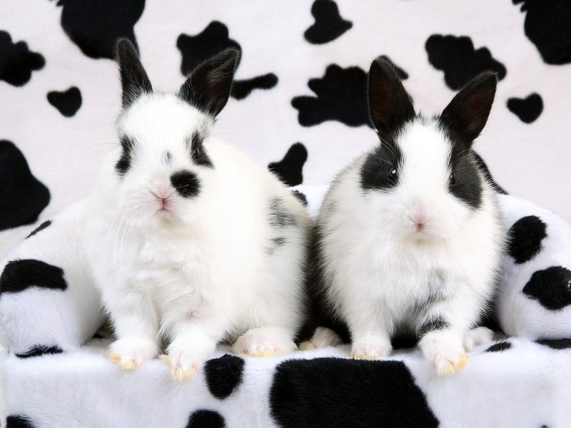 [Daily Photos] Spotted Rabbits; DISPLAY FULL IMAGE.