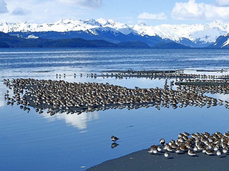 [Daily Photos] Western Sandpiper Flock, Copper River Delta, Alaska; DISPLAY FULL IMAGE.