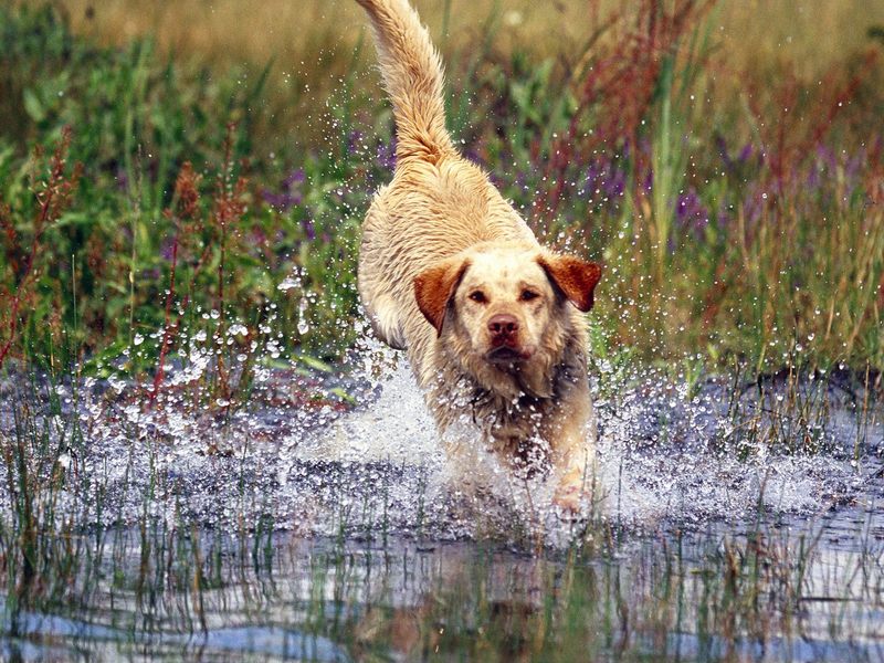 [Daily Photos] Yellow Labrador Retriever; DISPLAY FULL IMAGE.