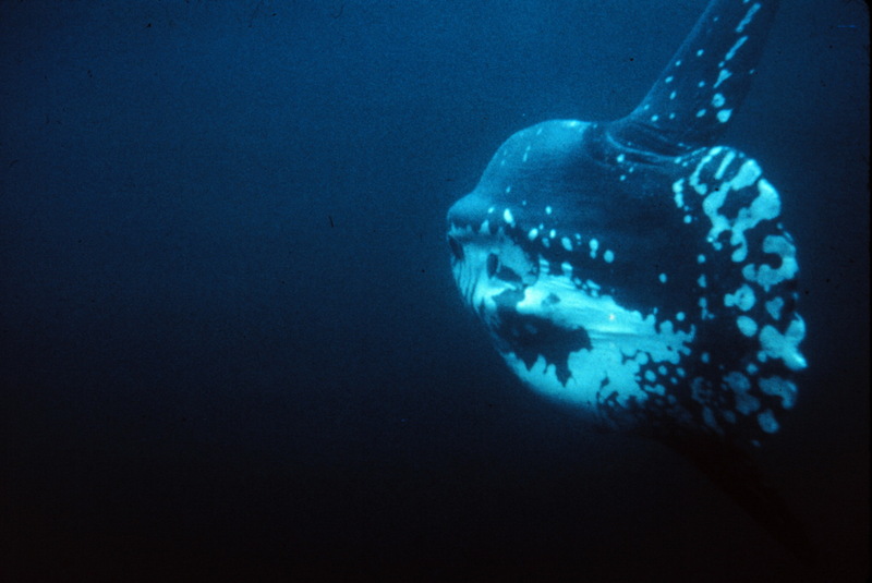 Ocean Sunfish (Mola mola) {!--개복치-->; DISPLAY FULL IMAGE.