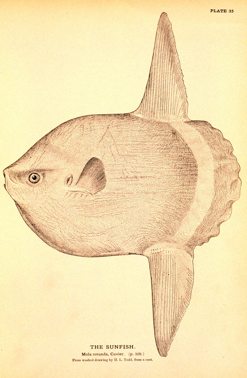 Ocean Sunfish (Mola mola) {!--개복치-->; DISPLAY FULL IMAGE.