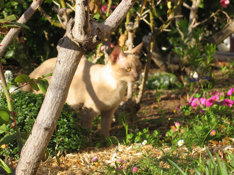 Litte Bremmy Cat; DISPLAY FULL IMAGE.