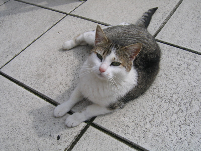 My Cat; DISPLAY FULL IMAGE.