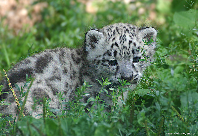 Snow leopard; DISPLAY FULL IMAGE.