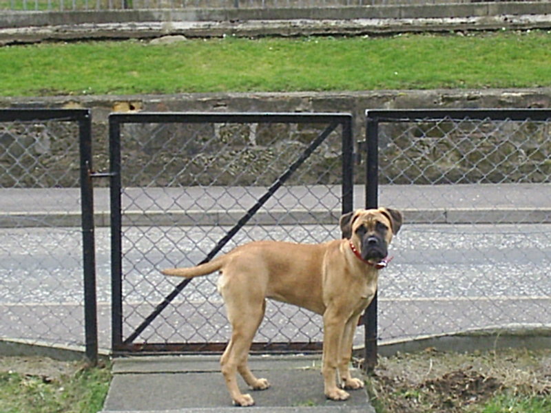 tara at 4 months; DISPLAY FULL IMAGE.