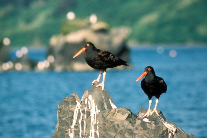 Black Oystercatchers (Haematopus bachmani) {!--검정물떼새(북미)-->; DISPLAY FULL IMAGE.