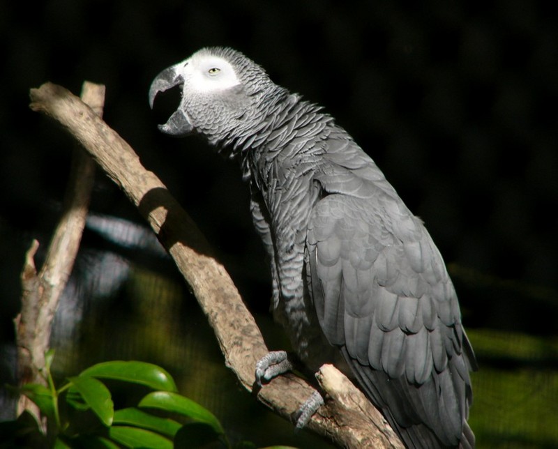 Grey parrot; DISPLAY FULL IMAGE.