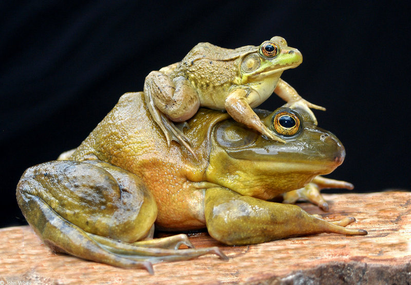 Green frog on bullfrog; DISPLAY FULL IMAGE.