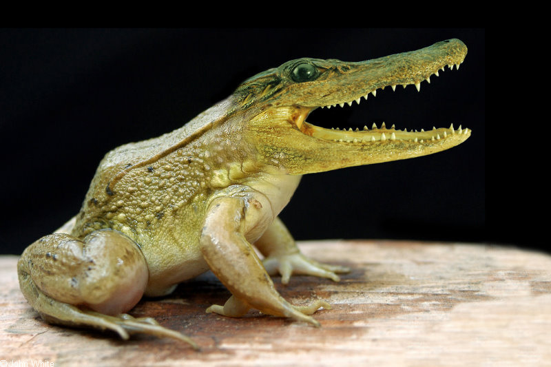 green frog gator; DISPLAY FULL IMAGE.