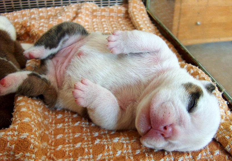 sleepy puppy; DISPLAY FULL IMAGE.
