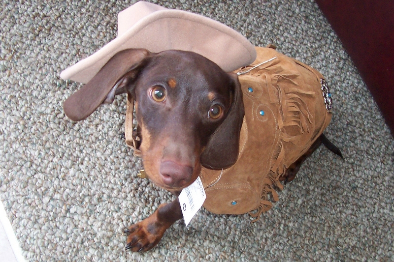 cowdog; DISPLAY FULL IMAGE.