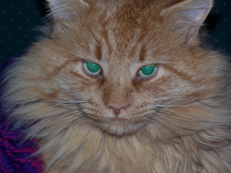 Big Ginge; DISPLAY FULL IMAGE.
