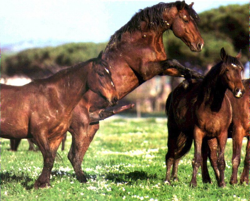 Mare; DISPLAY FULL IMAGE.